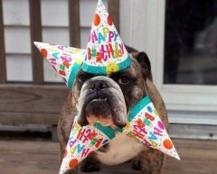 happy-birthday-dog04.jpg