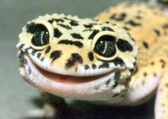 A close up of my adorable leopard gecko, Bart. pNcib.jpg