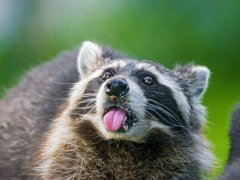 trash-panda14.jpg