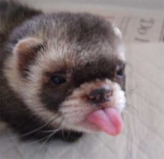 775601143_preview_ferret.jpg