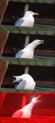 screaming Seagull.jpg