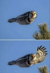 hello owl.jpeg