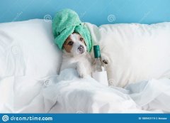 dog-bed-bottle-wine-stay-home-funny-jack-russell-terrier-dog-bed-bottle-wine-stay-180943119.jpg