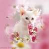 08965-White-kitten-and-pink-flowers.jpeg