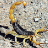 ScorpionSting