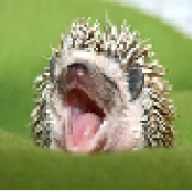 Dedgehog