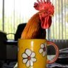 chickncup
